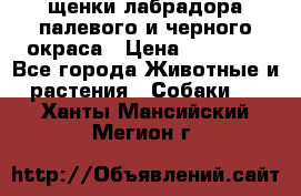 щенки лабрадора палевого и черного окраса › Цена ­ 30 000 - Все города Животные и растения » Собаки   . Ханты-Мансийский,Мегион г.